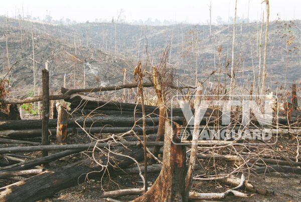 borneos-burning-forests