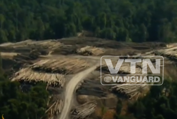 borneos-logging-corruption-shame