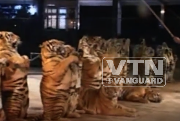 china-abuse-of-tigers